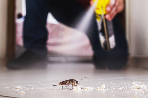 Best Ant Control Services  in Luverne, MN